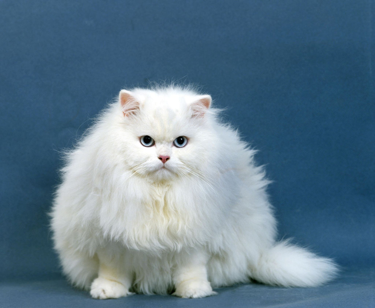White Persian Cat