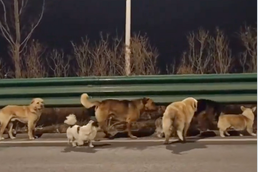 Corgis & Friends