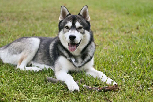 Husky Patootie