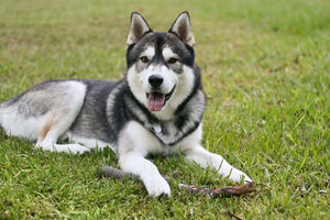 Husky Patootie